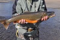Erfolgreiches Angeln, Saibling. Trophäenangler.